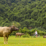 The Au Co 3 days cruise Halong bay Lan Ha Bay